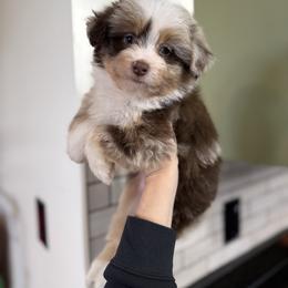 Kenya - female Australian Mountain Doodle puppy in Inola, Oklahoma from Blue Stem Companions