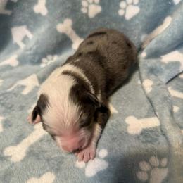 Girl 1 - Blue merle female Miniature American Shepherd puppy in Tiskilwa, Illinois from First Harmony Farms
