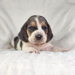 Moonstone - Grey collar - Blue tan and white male Basset Hound puppy in Valley, Washington from Peaceful Valley Paws