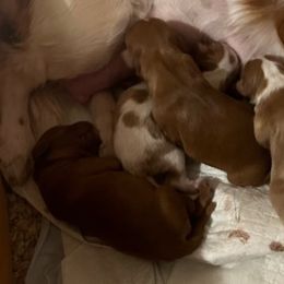Cavalier King Charles Spaniels from Cutie Pie Cavaliers