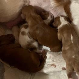 Cavalier King Charles Spaniels from Cutie Pie Cavaliers