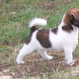 Russell Terrier Puppies from Journey's End