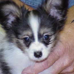 Papillon Puppies from Clearlake Papillons