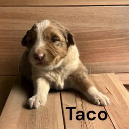 English Shepherd and Miniature Australian Shepherd Puppies from Ranch Dog Pups