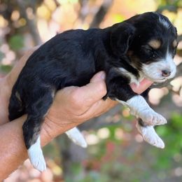 Black Tri, Female Two - Black tri-color female Aussiedoodle puppy in Parma, Idaho from Arena Valley Acres