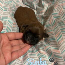 Simba - Sable male Shih Tzu puppy in Houston, Texas from Pup Paw-lace