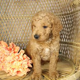 Boy 2 - Red  male Goldendoodle puppy in Belgreen, Alabama from Scott’s Farm Poodles and Doodles