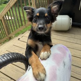Kobe - Black & white male Miniature Australian Shepherd puppy in Harpers Ferry, West Virginia from Carter's Cuties
