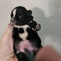 Boy 2 - Black and white male Shih Tzu puppy in Carthage, Missouri from Cooley's Cuddle Pups