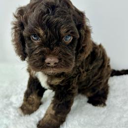 Light blue collar boy - Brown and tan male Cockapoo puppy in Oologah, Oklahoma from Timber Hills Poodles and Doodles