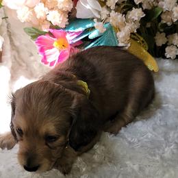 Dachshund Puppies from CLARK'S BREEDING PROGRAM