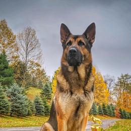 German Shepherds from von den Sturmfalken