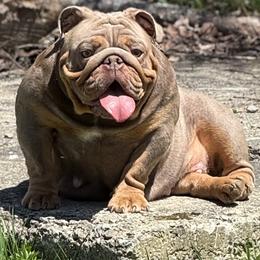 Beretta - Bulldog
