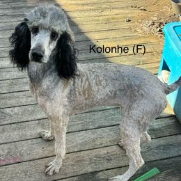 Kolohne - Sable Poodle puppy in Saltville, Virginia from Tumbling Creek Poodles and Doodles