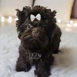 Atlas - Yorkshire Terrier