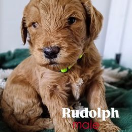 Rudolph - Chocolate male Goldendoodle puppy in Ringgold, Georgia from Re Family Doodles