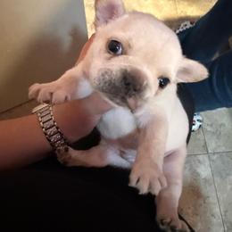 Boy 2 - White male French Bulldog puppy in Salinas, California from Sugar's Maltipoo's, Chihuahuas and Frenchies