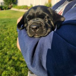 Labrador Retriever Puppies from Magnolia Labradors