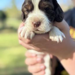 Orange - Liver white and tan female English Springer Spaniel puppy in Williston, Florida from Bizzy Farms English Springer Spaniels