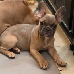 Dino - Fawn and white male French Bulldog puppy in York, South Carolina from Furevermore Boxers and Furevermore Frenchies