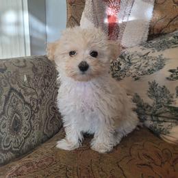 Louella - Cream female Maltipoo puppy in Mena, Arkansas from Belle Ball Puppies