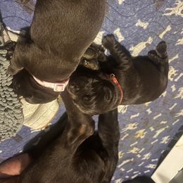 Labrador Retriever Puppies from Naomi's Labrador Retrievers