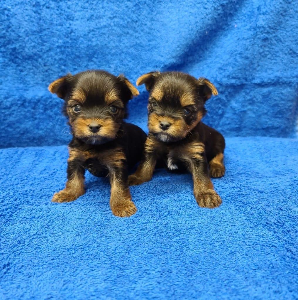 Marler's Mini Yorkies in Missouri Yorkshire Terrier puppies Good Dog