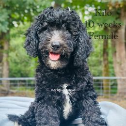 Kilo - Black female Golden Aussiedoodle puppy in Mulino, Oregon from Korbella Farm