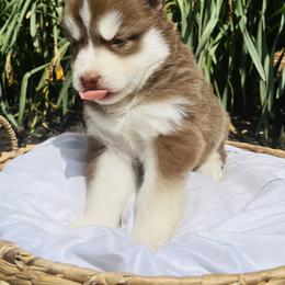 Siberian Husky Puppies from Wooly Woof Siberians