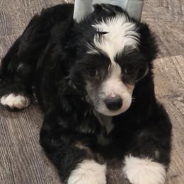 Chinese Crested puppies from Bent Oak Chinese Cresteds