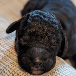 Poodle and Whippet Puppies from Moonbeam Whippets And Poodles