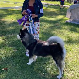 Alaskan Malamute All Grown Up from LAMP KENNELS