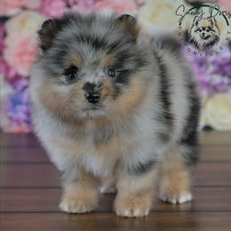 Bruno - Blue merle male Pomeranian puppy in Fultonville, New York from Sandy Aussies & Pomeranians