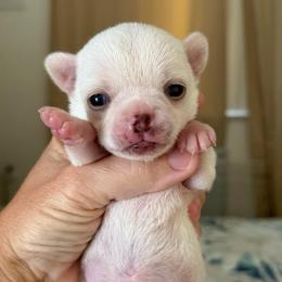 Castle - Cream male Chihuahua puppy in Spring Hill, Florida from Stardom Chihuahuas & CKCS
