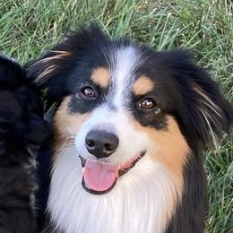 Chloe - Miniature Australian Shepherd