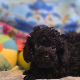 Ezra - Black male Poodle puppy in Wittmann, Arizona from Marlees Puppies 1