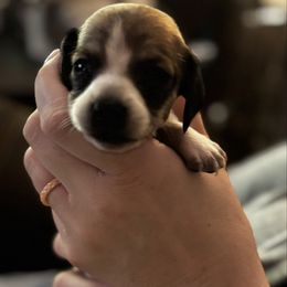 Boy 3 - Piebald male Dachshund puppy in Blue Ridge, Texas from Texas Mini Dachs