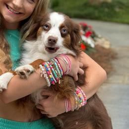 Dixie - Toy Australian Shepherd