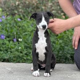 Benji - Black male Whippet puppy in Sugar Valley, Georgia from Pinnacle Farm and Kennel