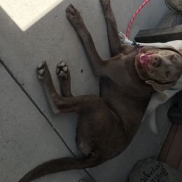 Jade - Labrador Retriever