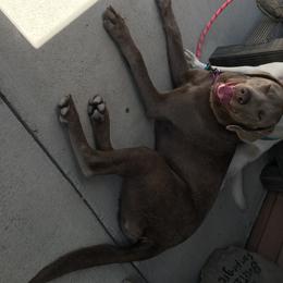 Jade - Labrador Retriever