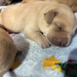 Male-1 - Yellow male Labrador Retriever puppy in Newport, North Carolina from AKS’s Water Bound Retrievers