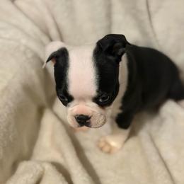 Tippy - Black and white female Boston Terrier puppy in Mc Donough, Georgia from Boston Babies