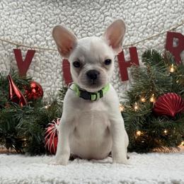 Frost - Cream male French Bulldog puppy in Tulsa, Oklahoma from EvergreenEliteKennel