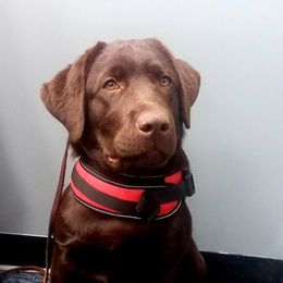 Labrador Retriever Puppies from Rebellion Labradors