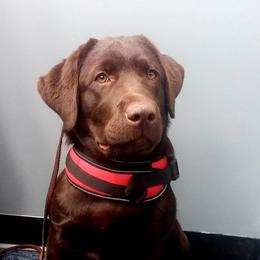Labrador Retriever Puppies from Rebellion Labradors