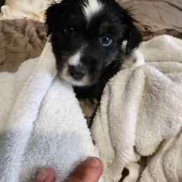 Orange (collar color) you name him - Black tri male Miniature American Shepherd puppy in Centralia, Washington from Blackjack Mini Aussies