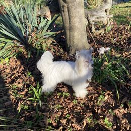 Savanna - White female Chinese Crested puppy in New York from Colliwood Chinese Cresteds