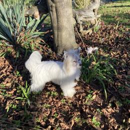 Savanna - White female Chinese Crested puppy in New York from Colliwood Chinese Cresteds