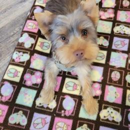 Yorkshire Terrier Puppies from Casey Clan Yorkies